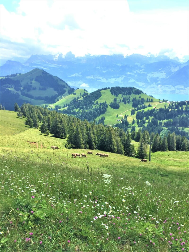 【スイス旅行記ブログ】ベルン、ルツェルン、リギ山をお散歩 LETO LOG