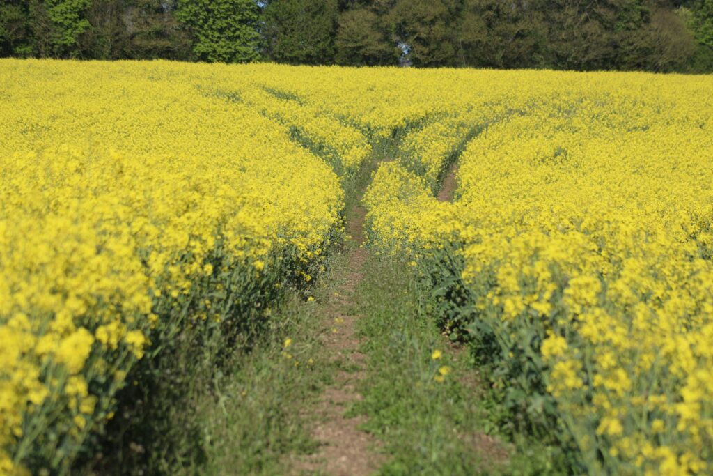 Yellow flower path that has a fork in the road.