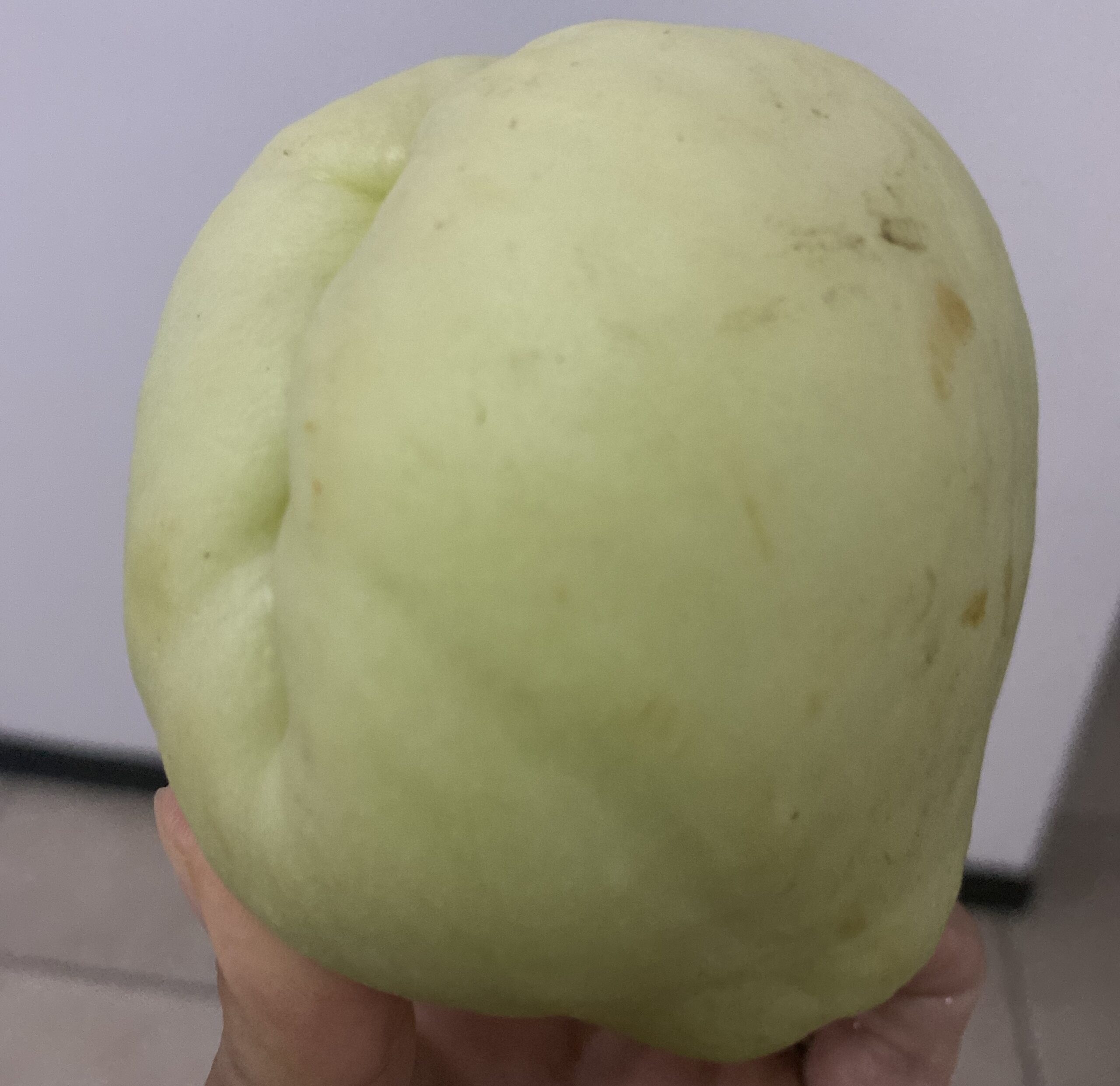 chayote ハヤトウリ